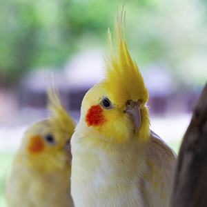 Cockatiel looking and standing on a perch with another cockatiel..