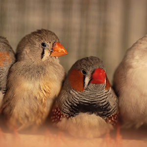 A group of wild finches standing together on a perch.