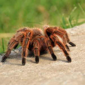 A large brown Rose Hair Tarantula is crawling in the garden.