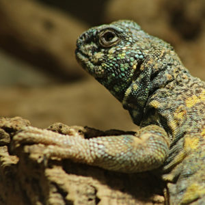 Uromastyx, commonly called the ornate mastigure, is outside on crawling on a rock.