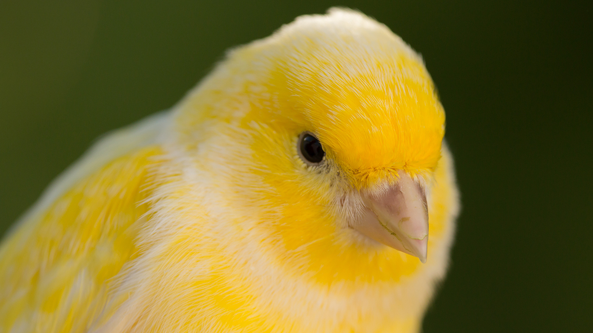 Beautiful yellow canary with a nice plumage.