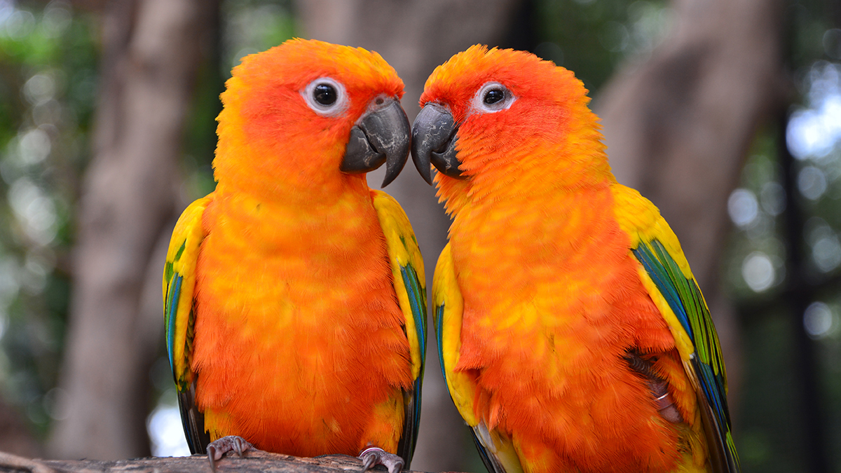 A picture of a couple of Sun Conure Parrots perching on a branch.