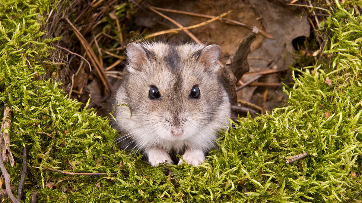 A dwarf hamster, he's crawling out of a tunnel on sitting on peat moss.