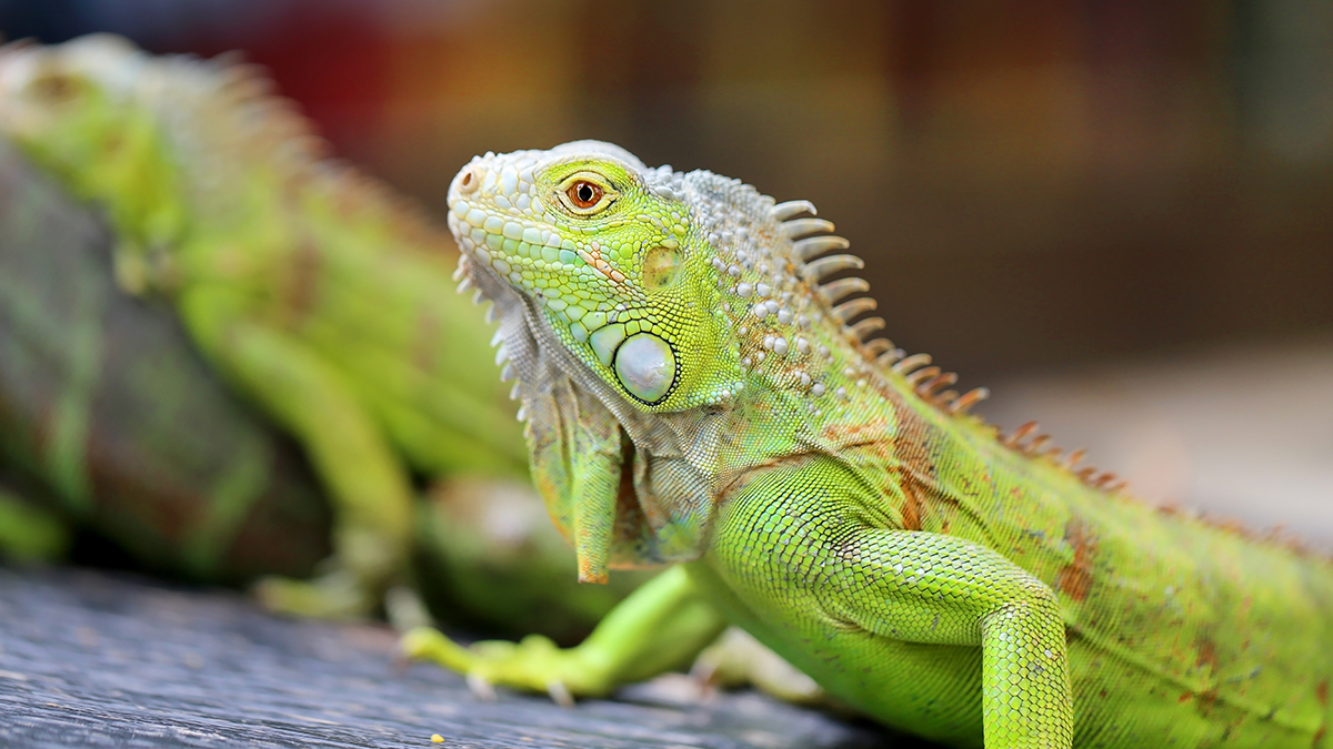 Beautiful green lizard iguana photographed close up.