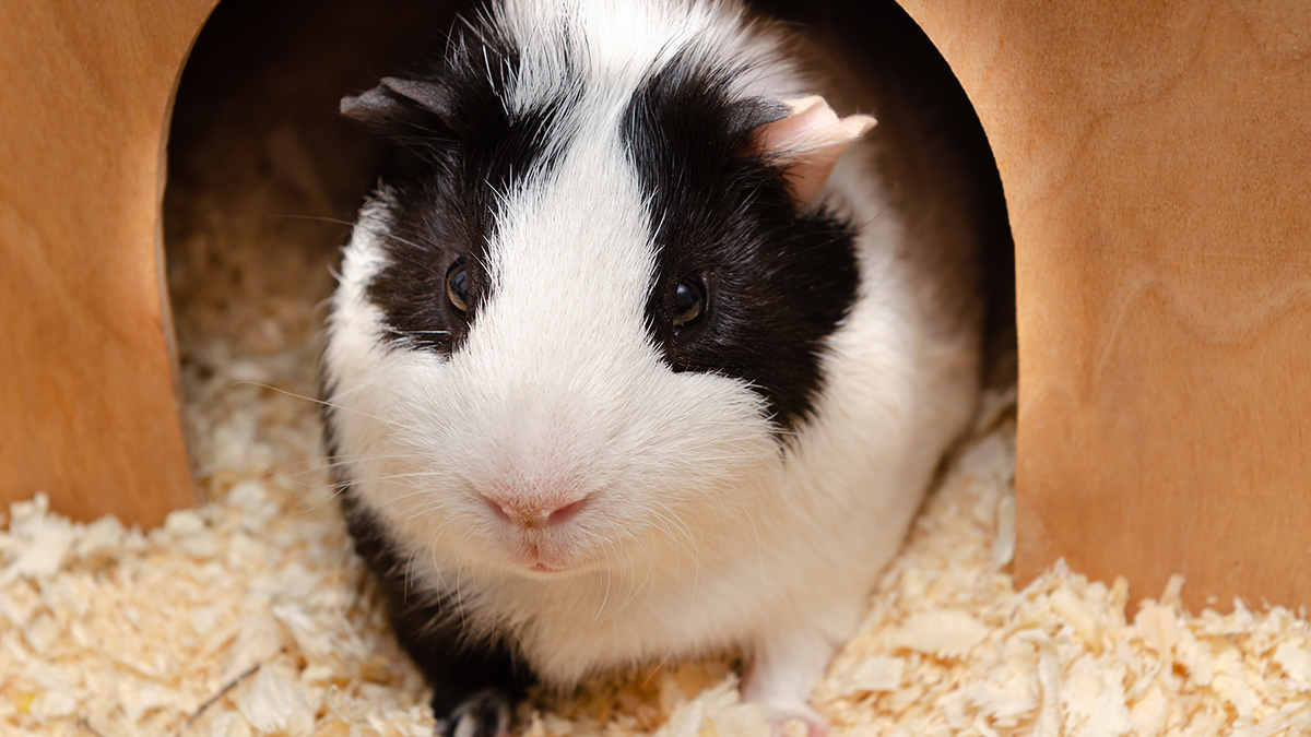 Picture of cute little guinea pig. Close up.