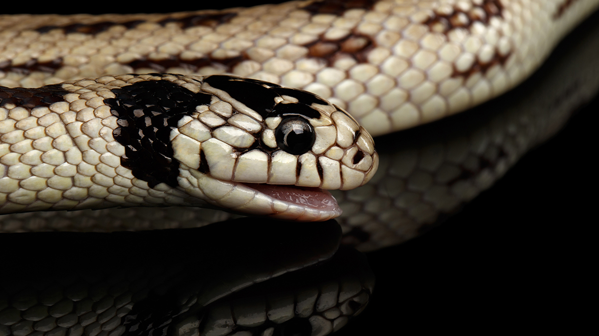 An Eastern kingsnake or common kingsnake, he's isolated on a black background.