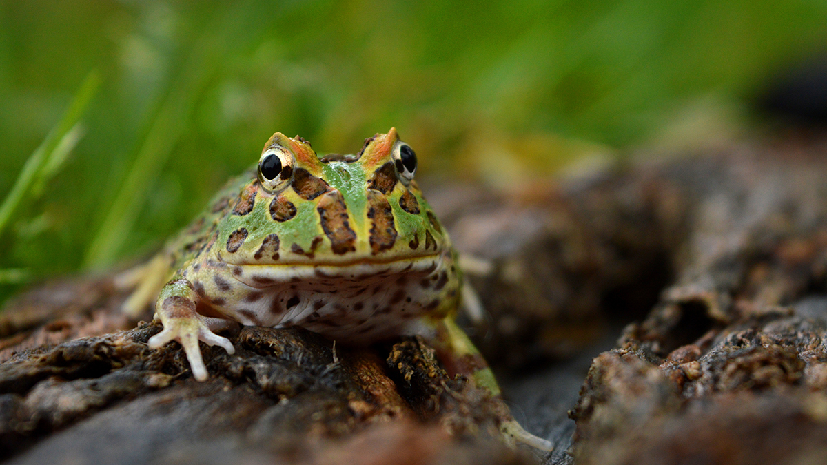 A Pacman Frog is sitting on some wood.