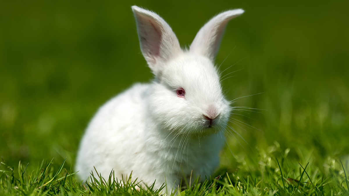 A little white rabbit. The rabbit is sitting on the green grass on a bright summer day.