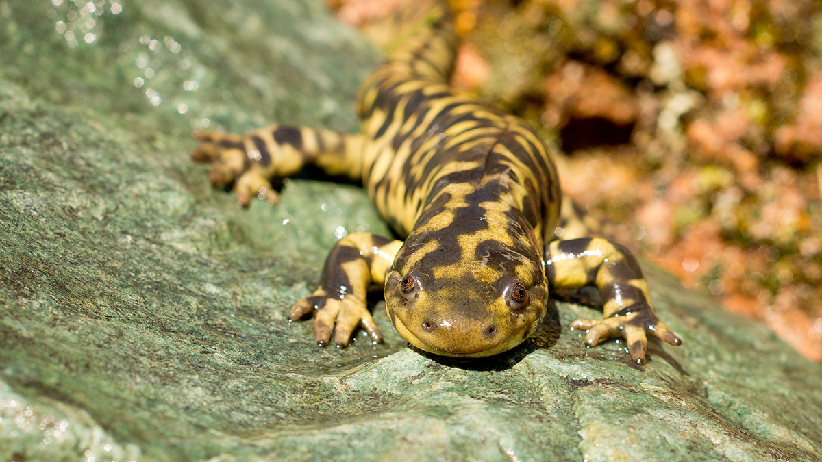 A Tiger Salamander is sitting on a green rock.