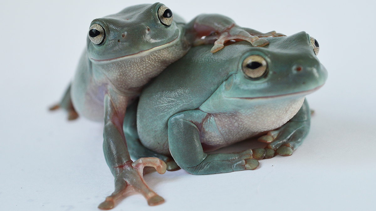 Two Tree Frogs are sitting together with their arms around each other.