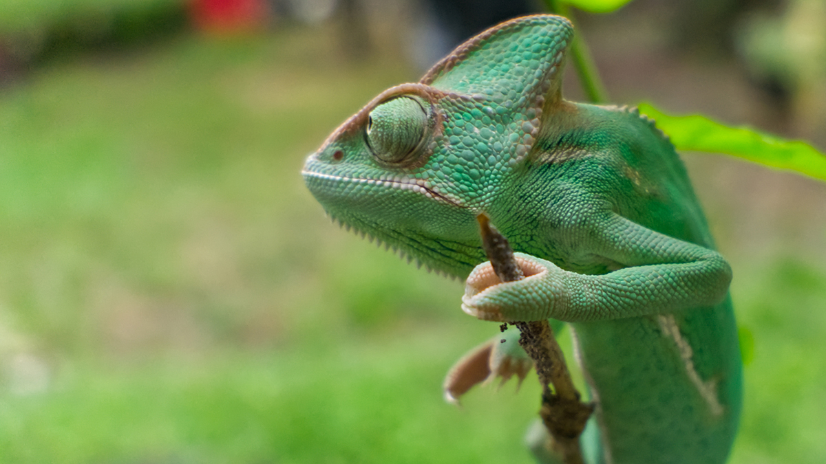 A veiled chameleon, he's hanging on a tree stem.