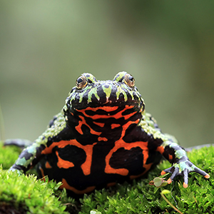 Fire-Belly Toad