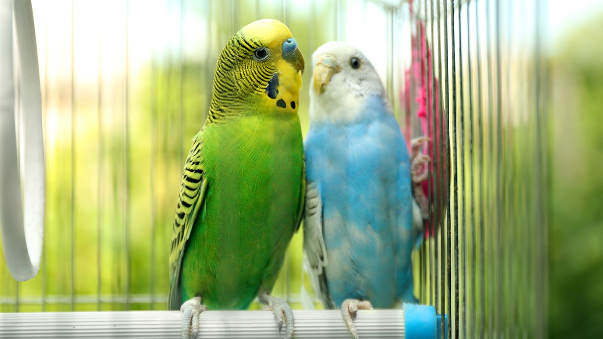 Two cute colorful budgies. One parakeet is green and yellow, the other turquoise and cream, in a cage outdoors.